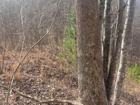 1470 Hopkins Fork, Pikeville, KY 41501 — photo 5