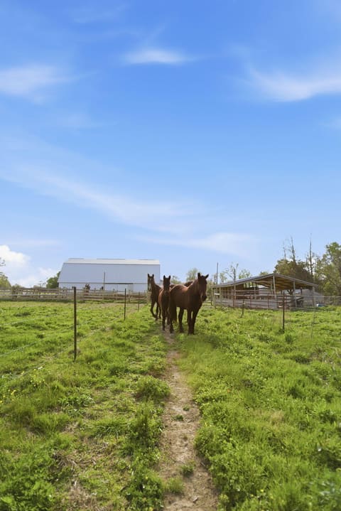 8586 Stulltown Road, Owingsville, KY 40360 — photo 5