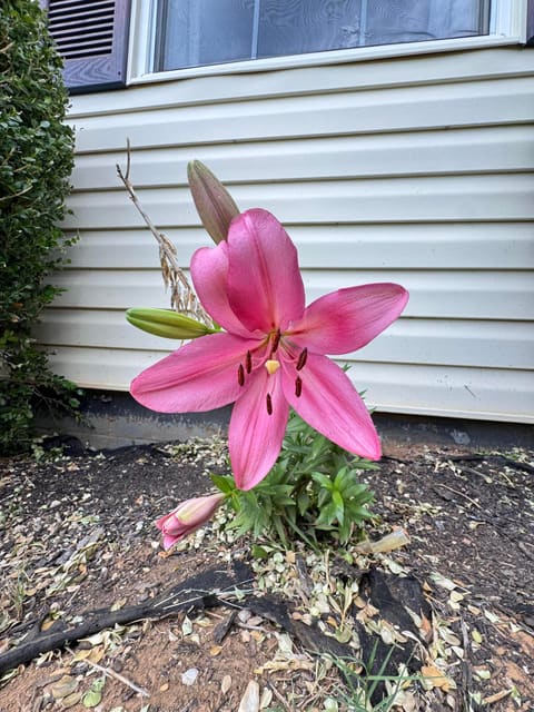 183 Vine Street, Monticello, KY 42633 — photo 5