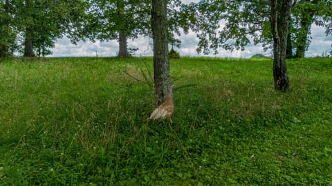 1575 Dyke Road, Benton, KY 42025 — photo 4