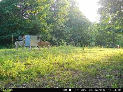 6861 Rockcastle Road, Cadiz, KY 42211 — photo 5