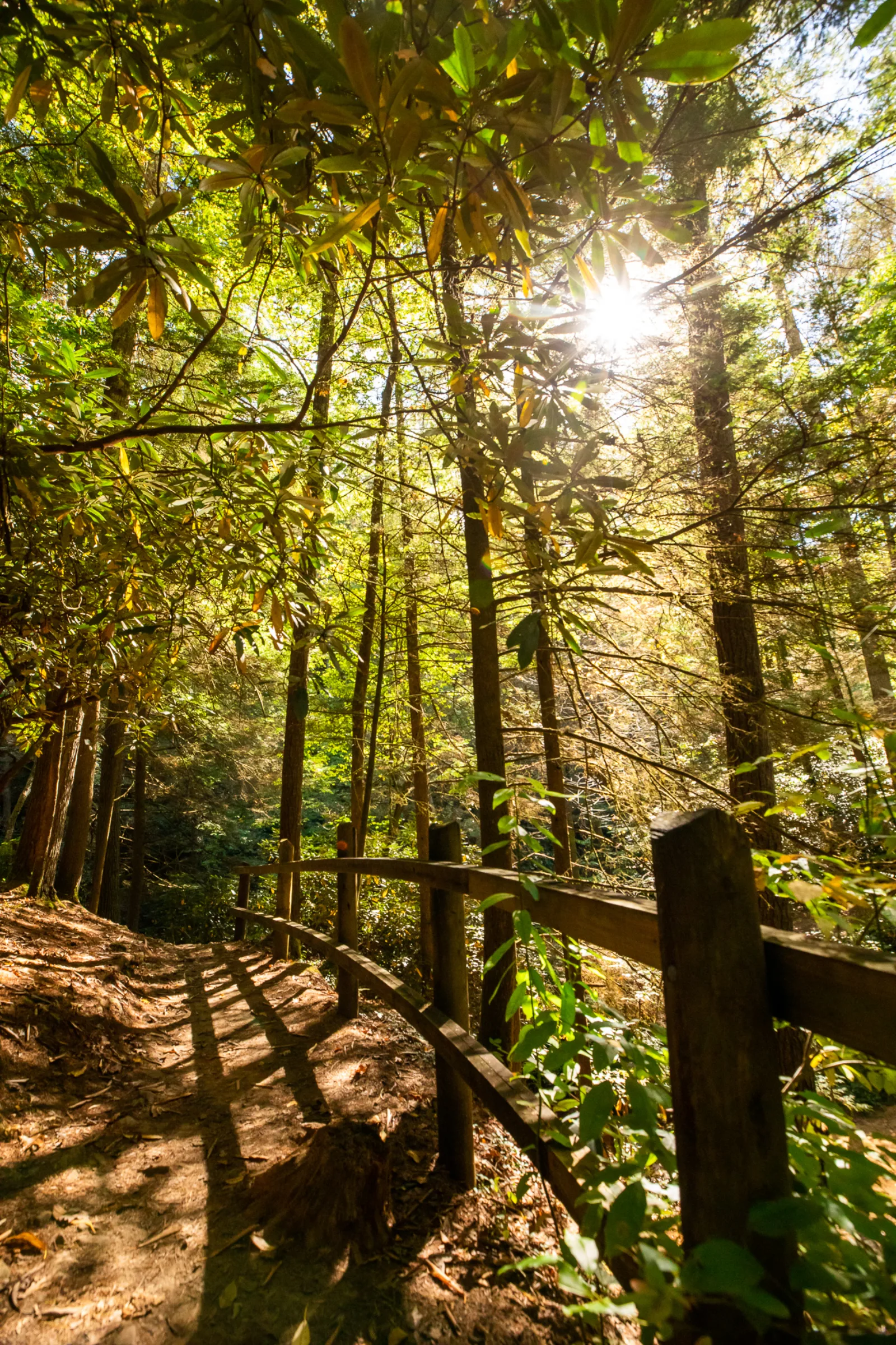 Sunlight breaking through the forest canopy over a dirt hiking trail near Lexington KY