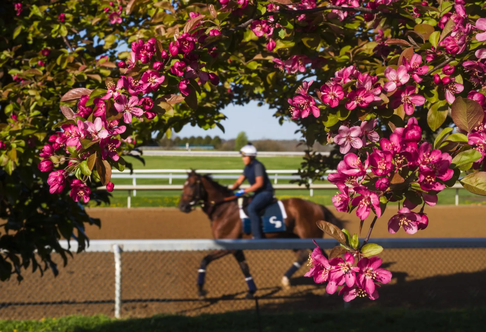 Spring crabapple blossoms at a Lexington training track