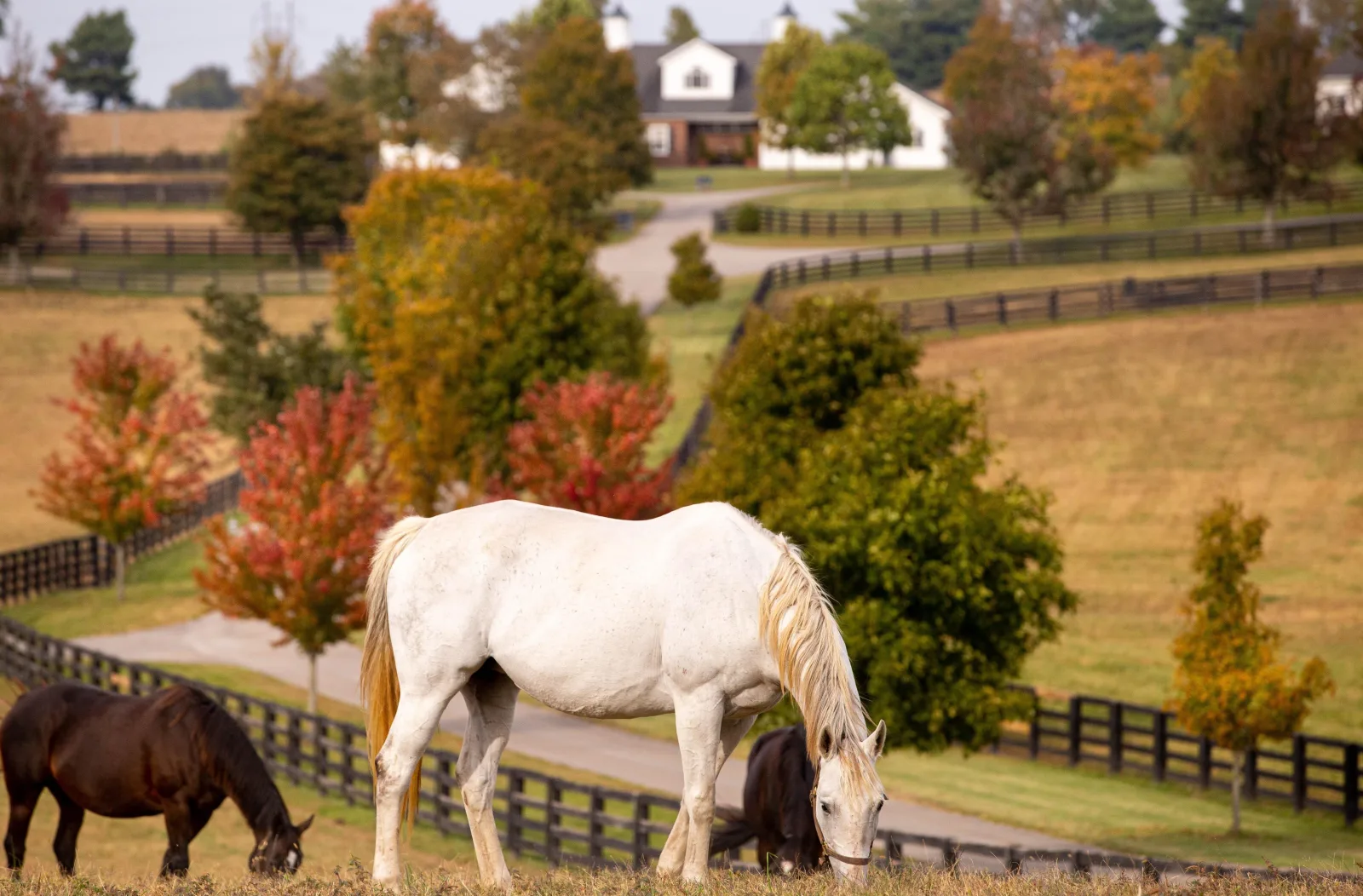 White and dark horses grazing in a fenced Bluegrass pasture near Georgetown KY