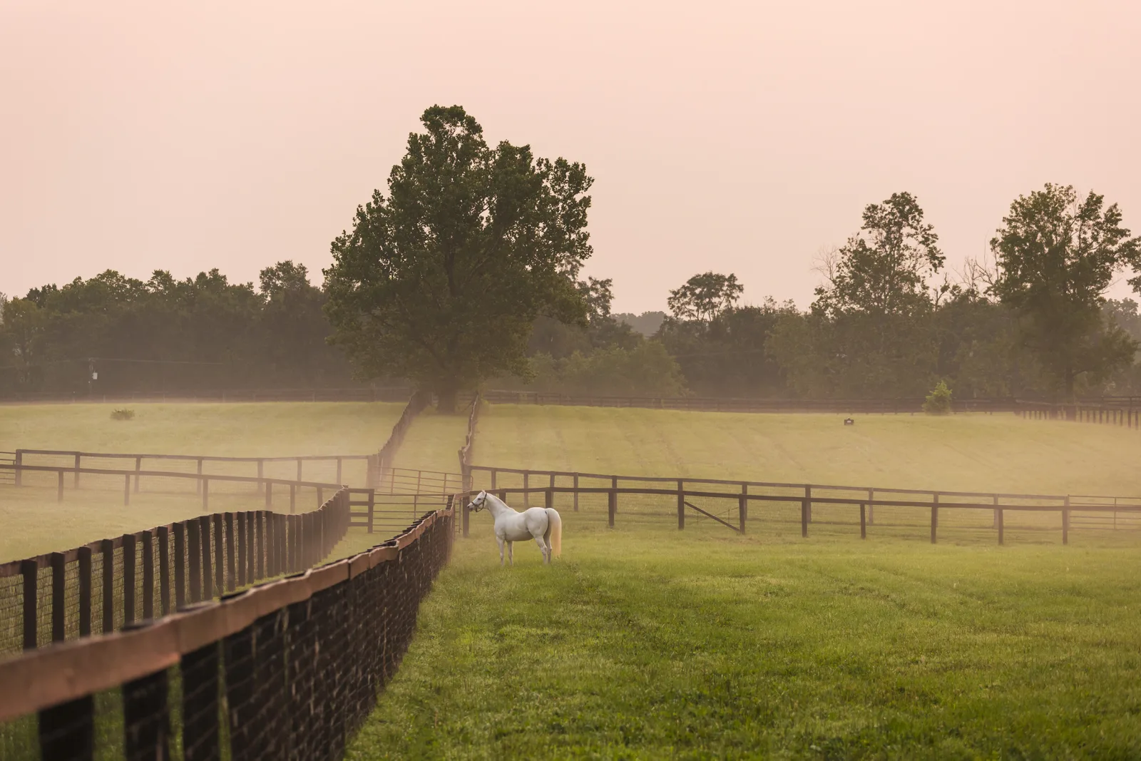 A lone white horse standing in a fenced green paddock on a Lexington KY horse farm in spring