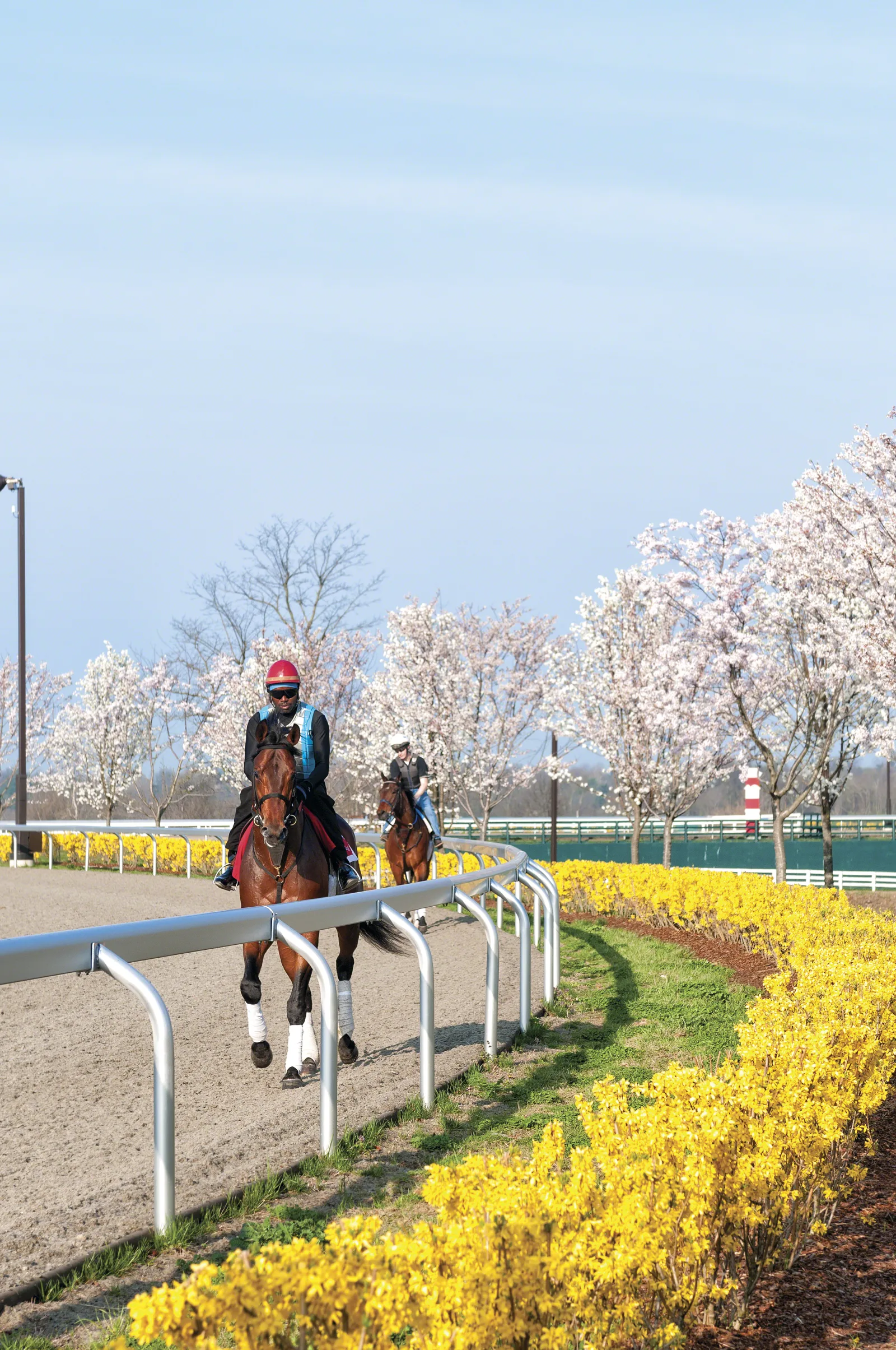 Riders exercising horses along a hedge of yellow forsythia at Keeneland on a spring morning