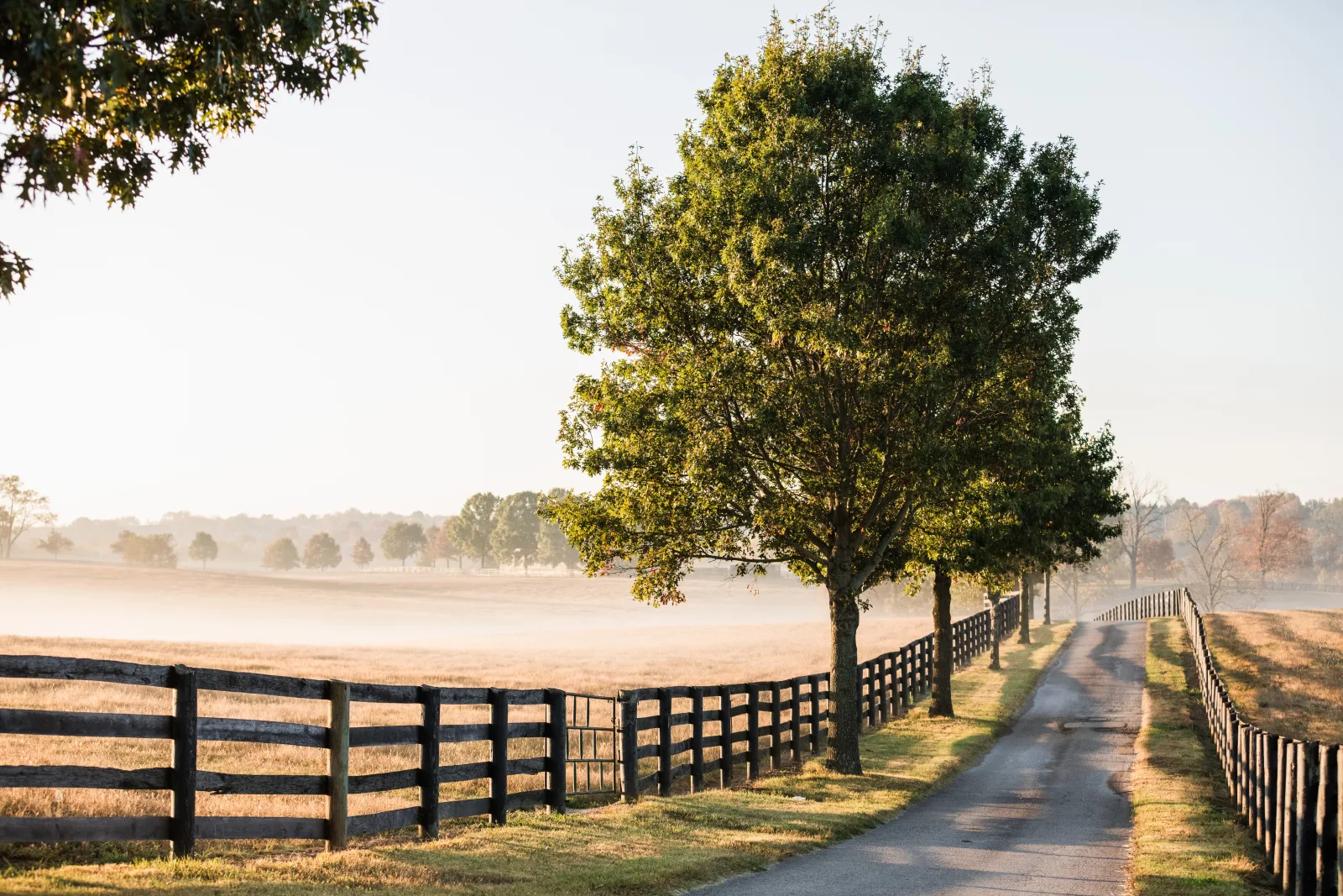 A tree-lined gravel lane running beside black plank fencing on a Lexington KY horse farm
