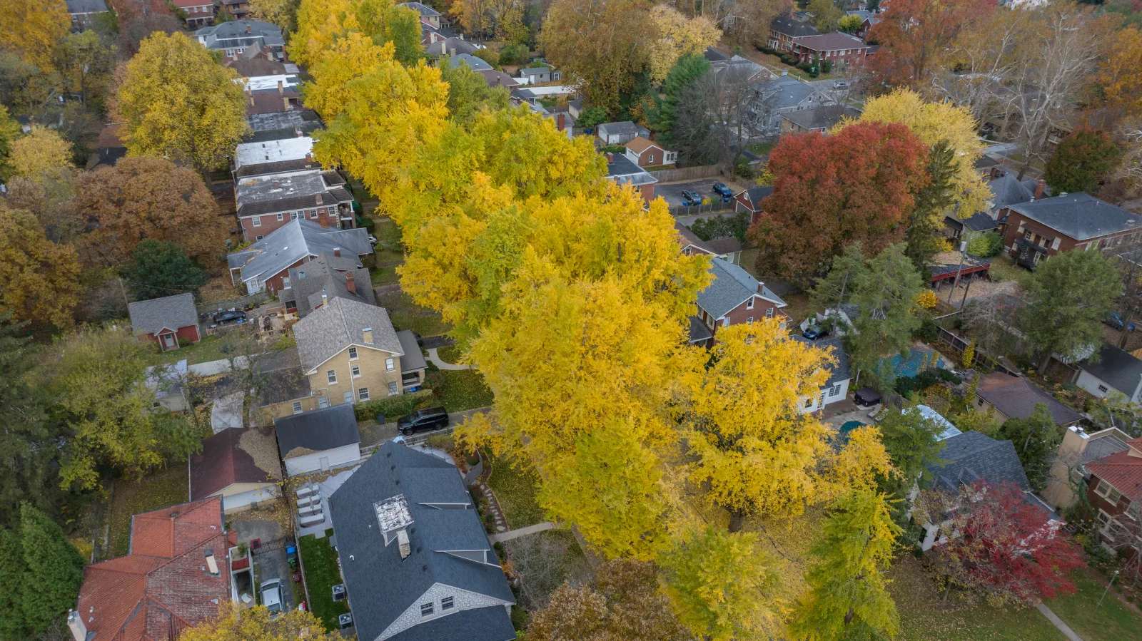 Aerial view of a golden tree-lined residential neighborhood in Lexington KY