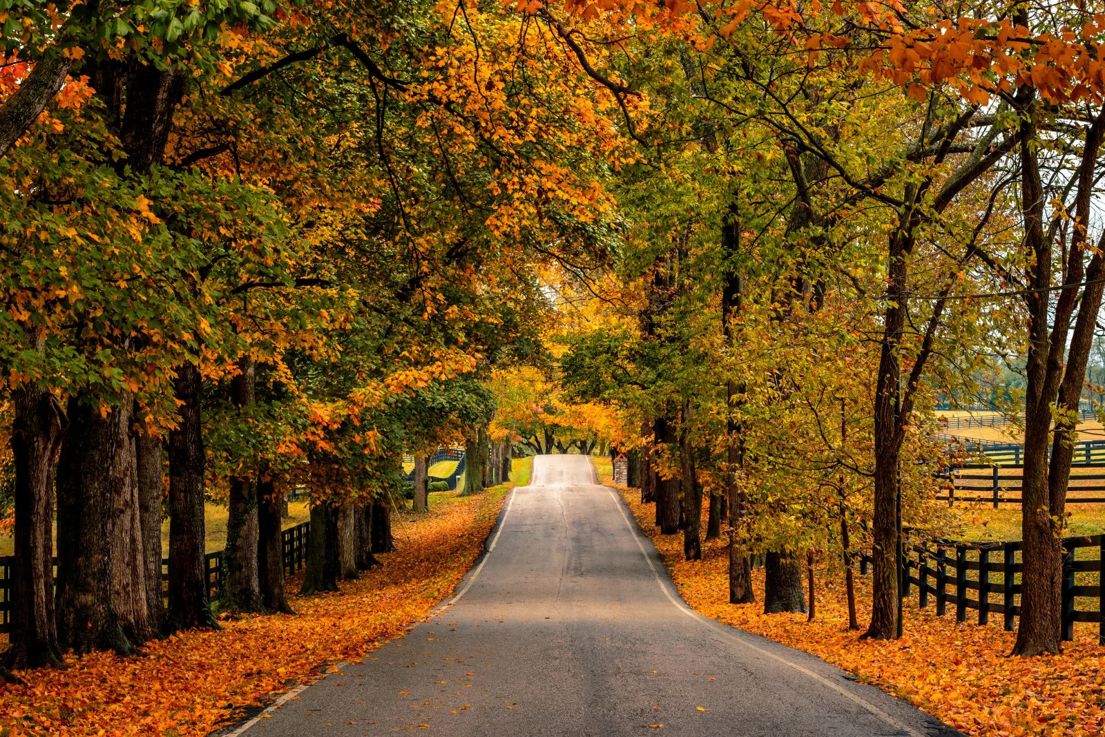 A country road winding through Lexington's autumn color
