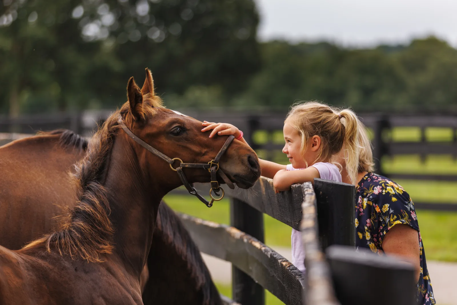 A child reaching to pet a horse at a Lexington-area farm