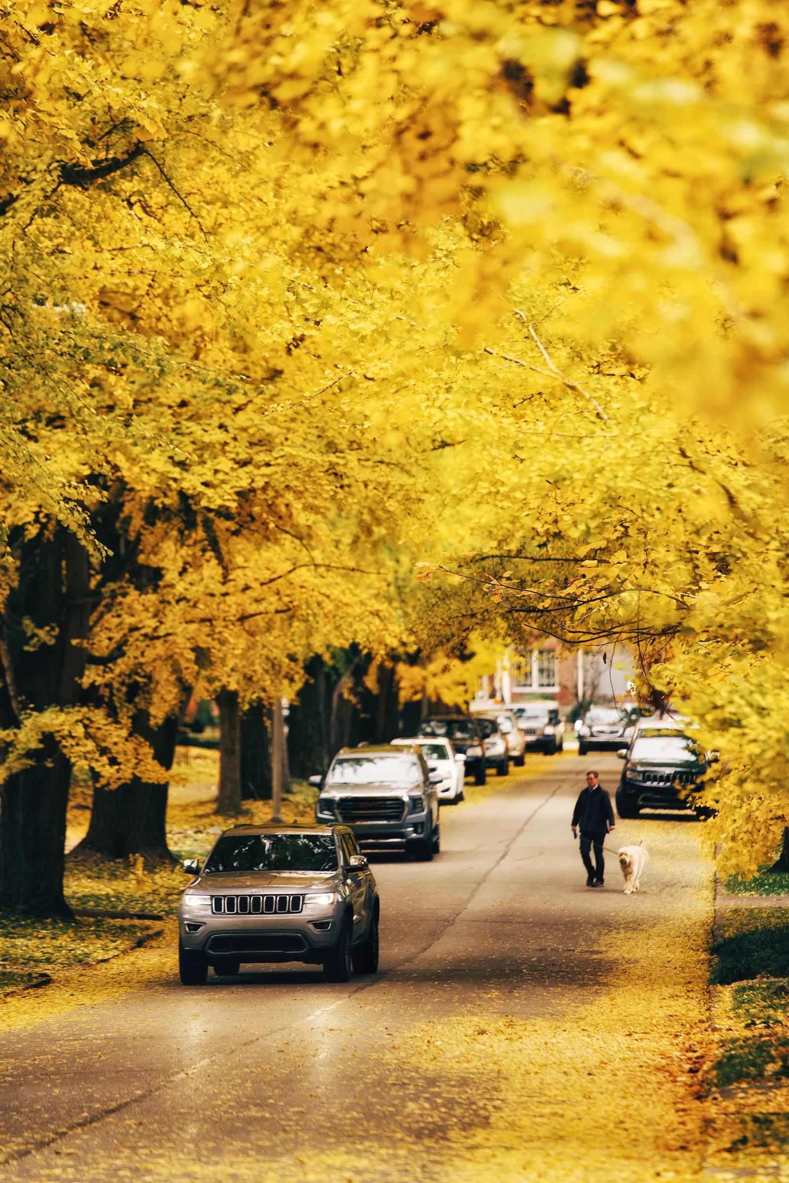 Someone walking a dog down a tree-canopied residential street in Lexington KY