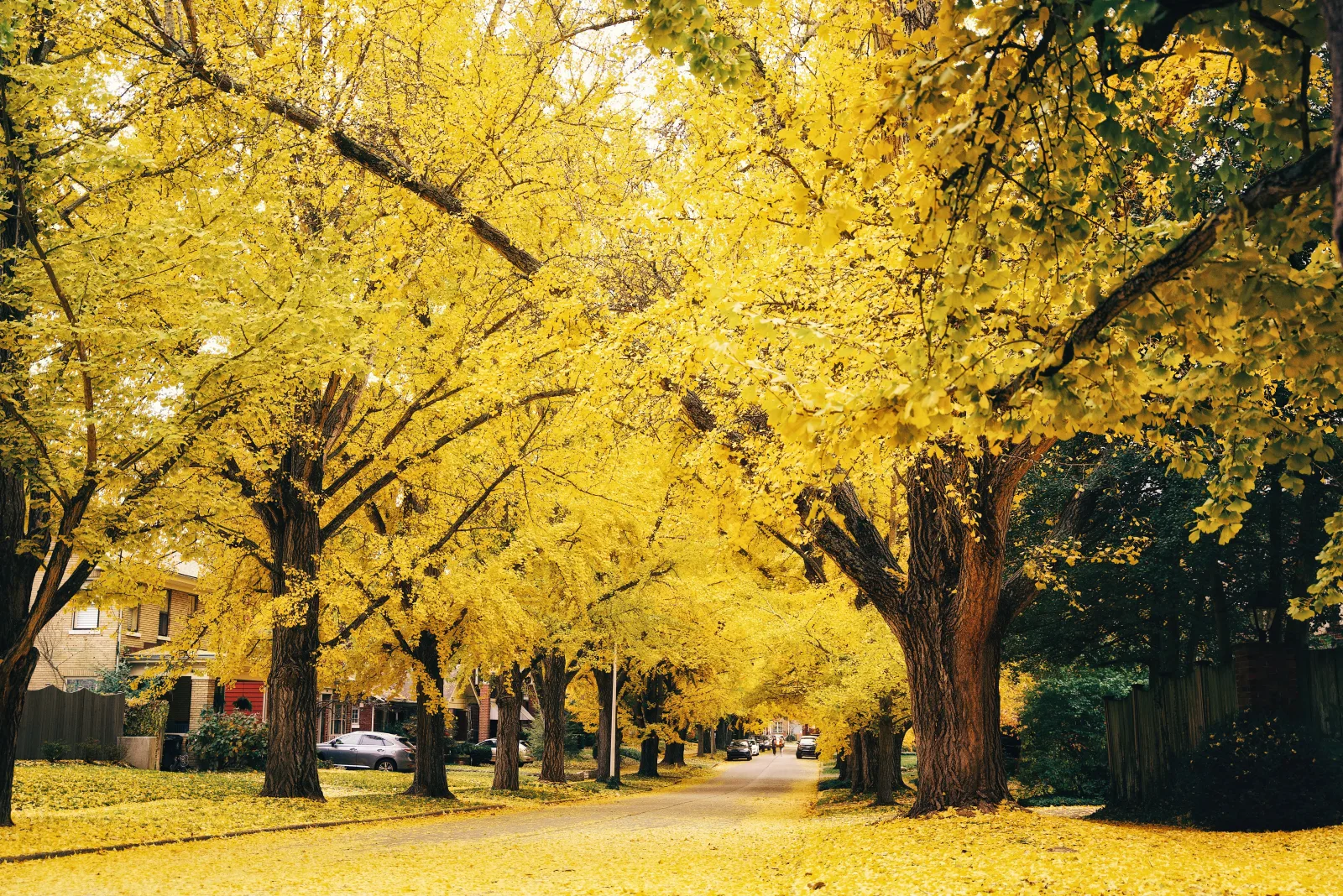 Golden ginkgo-canopied residential street in a Lexington KY neighborhood