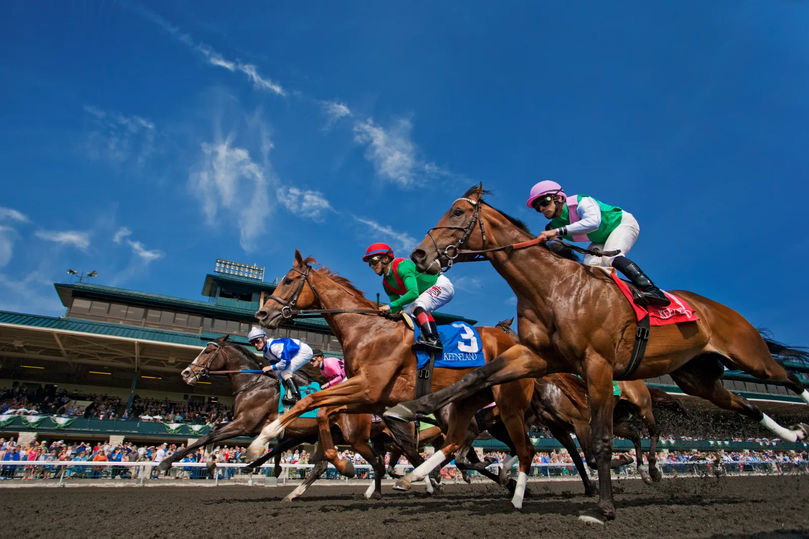 Thoroughbreds and jockeys racing past the grandstand at Keeneland in Lexington KY